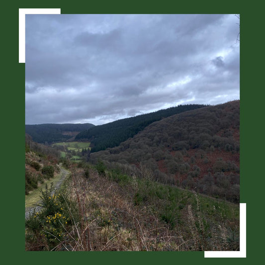 walking and seeing nature in the woods around Llandovery