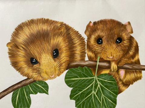 dormouse illustration